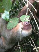 A happy sloth in Rancho Quemado
