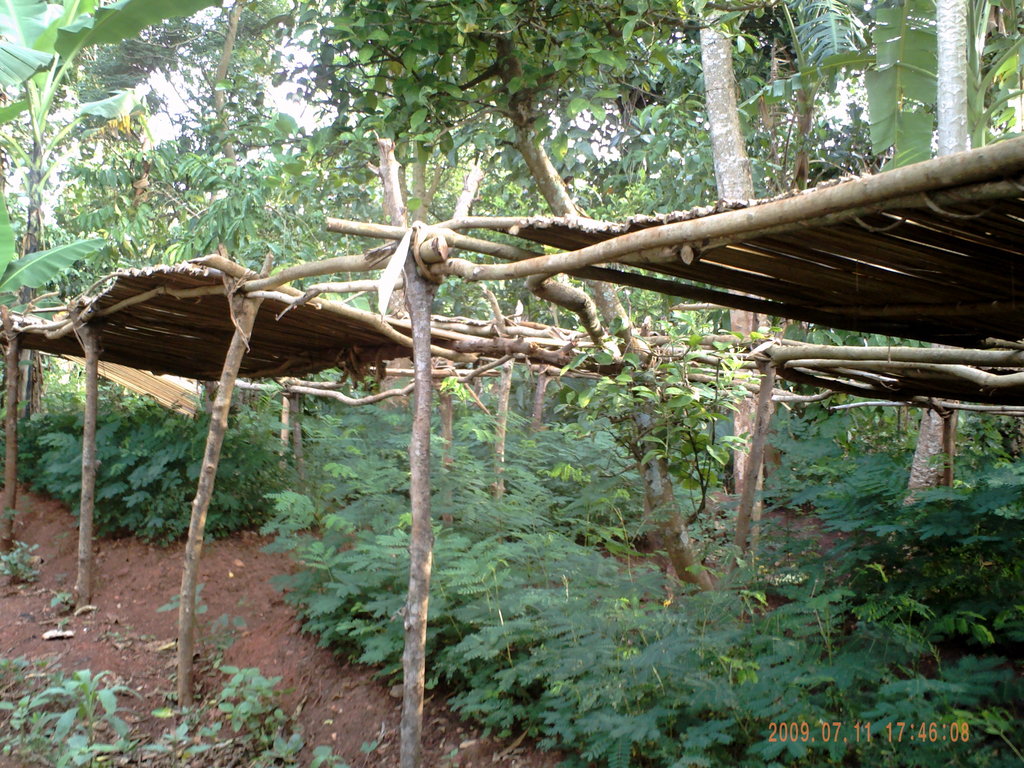 Social Forestry in Uganda: Setting a Precedent