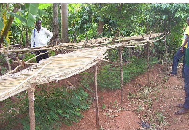 Social Forestry in Uganda: Setting a Precedent