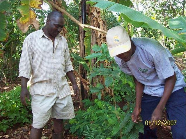 Social Forestry in Uganda: Setting a Precedent