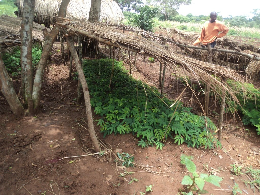 Social Forestry in Uganda: Setting a Precedent