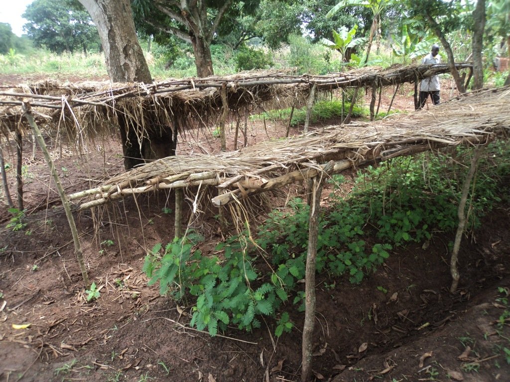 Social Forestry in Uganda: Setting a Precedent