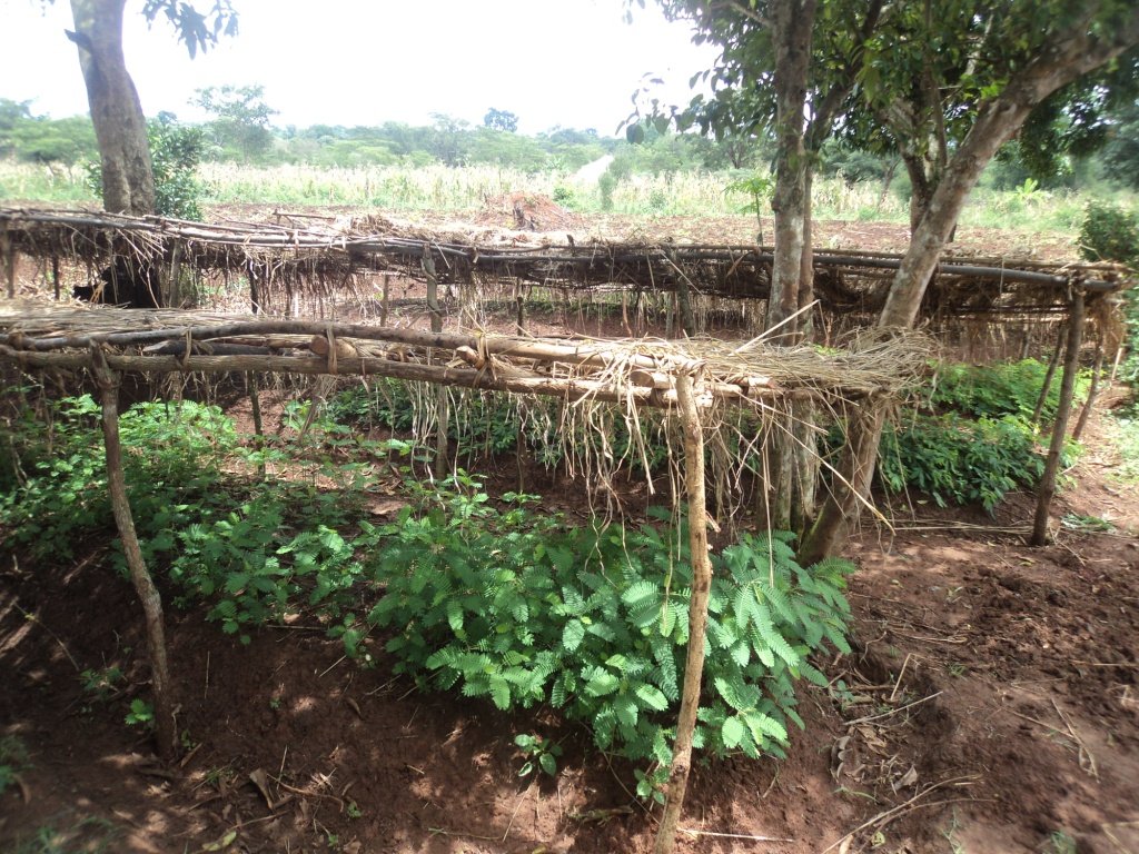 Social Forestry in Uganda: Setting a Precedent