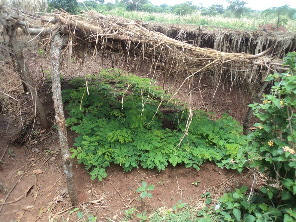 Social Forestry in Uganda: Setting a Precedent