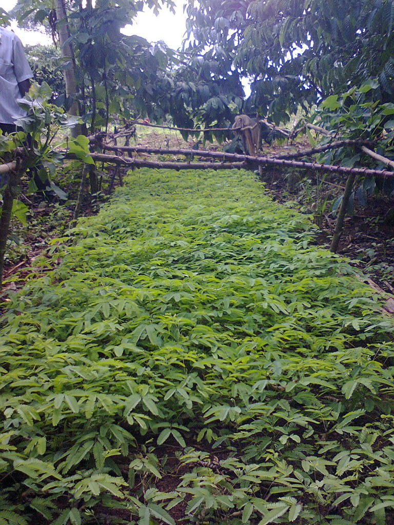 Social Forestry in Uganda: Setting a Precedent