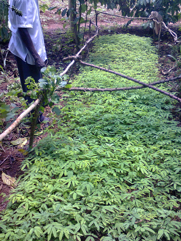 Social Forestry in Uganda: Setting a Precedent