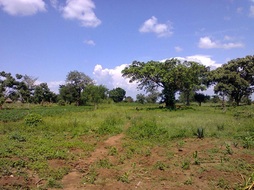 Social Forestry in Uganda: Setting a Precedent