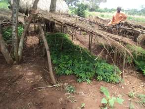 A Community Nursery in Kidera - Buyende