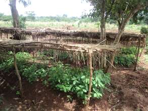 A Community Nursery in Kidera - Buyende