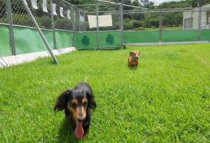 Two dogs enjoy the new expanded shelter