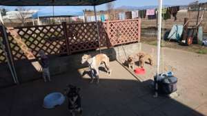 Pets sheltered in Dog Rescue Kumamoto.
