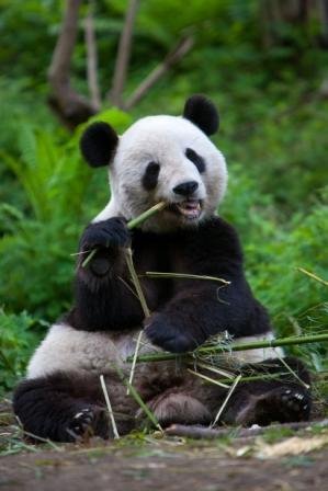 Saving Giant Pandas in China with Earthwatch