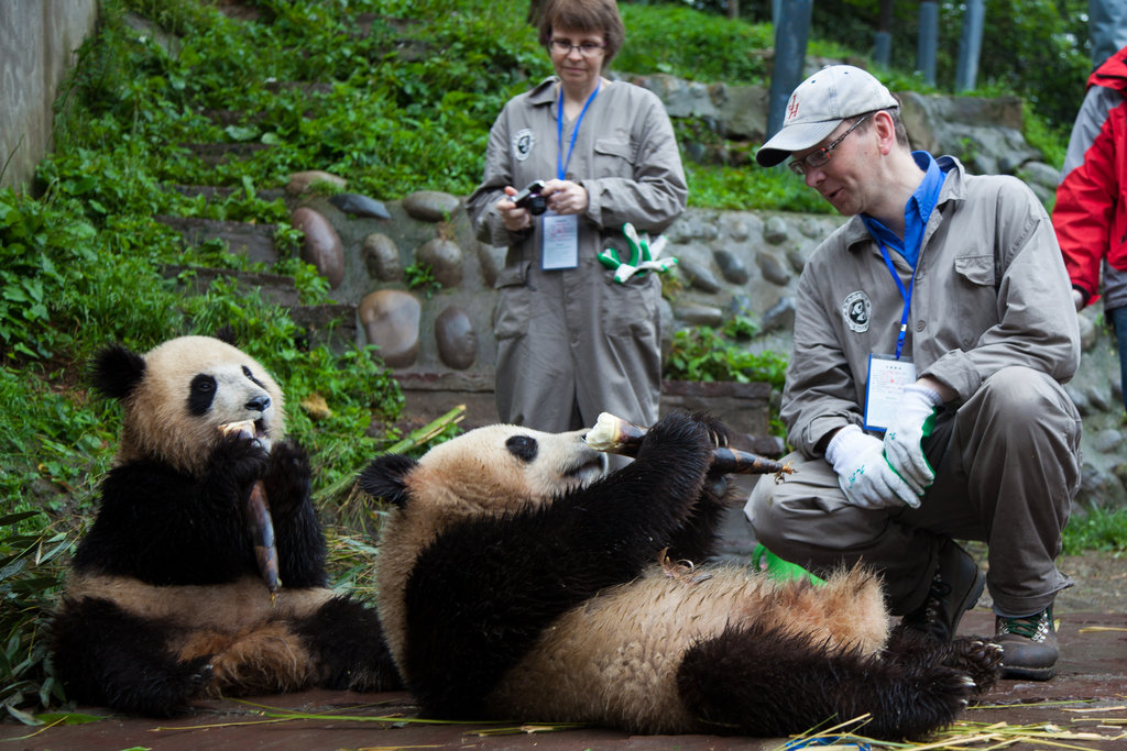 Saving Giant Pandas in China with Earthwatch - GlobalGiving