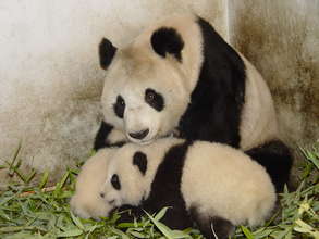 Caring for the young