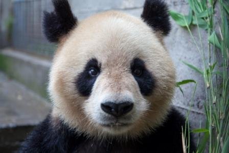 Saving Giant Pandas in China with Earthwatch