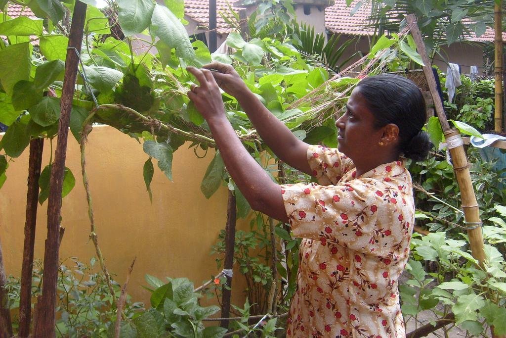 Income Recovery for Poor Sri Lankans