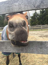 Zoey in her new home at New Canaan Mounted Troop