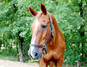 Ozzie