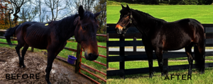 Teddy - Before and After