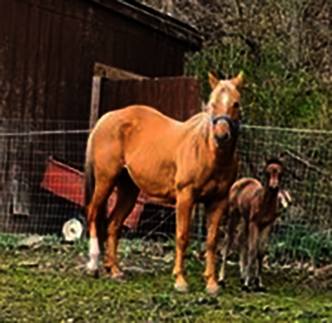 Begin Again Horse Rescue