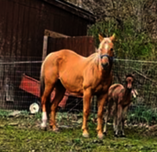 Begin Again Horse Rescue