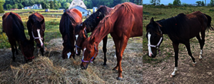 Central Virginia Horse Rescue