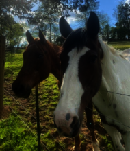 Horse Haven of Tennessee