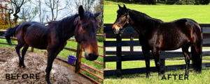 Teddy - Before and After