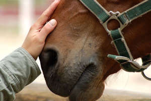 The bond with horses transcends time.