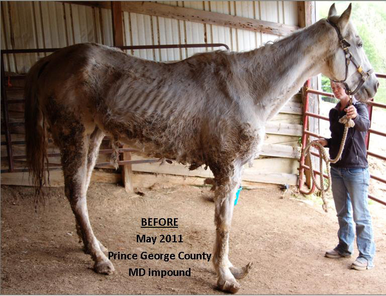 Can You Make A Horse Smile? You Bet! Here's How...