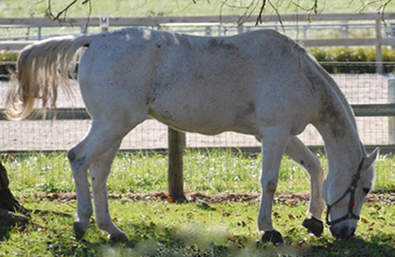 Can You Make A Horse Smile? You Bet! Here's How...