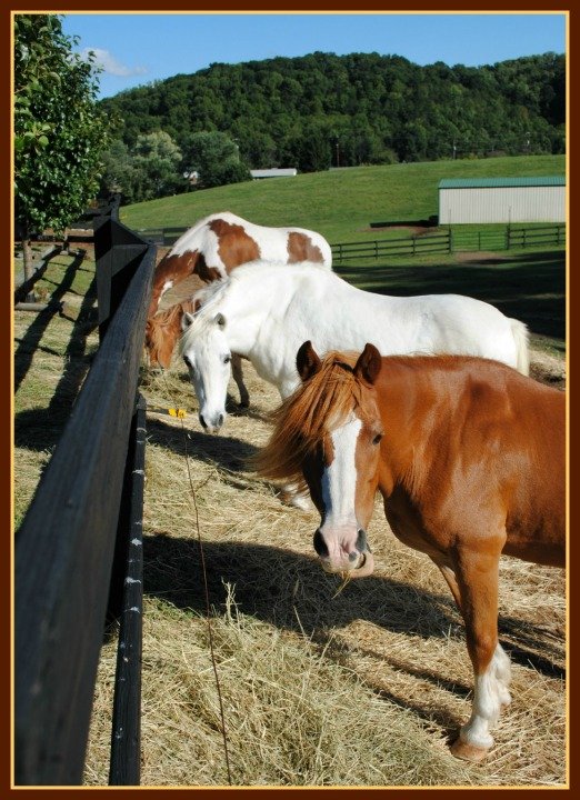 Can You Make A Horse Smile? You Bet! Here's How...