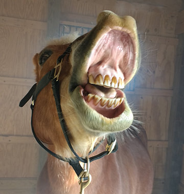 Can You Make A Horse Smile? You Bet! Here's How...