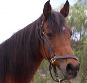 Shahara