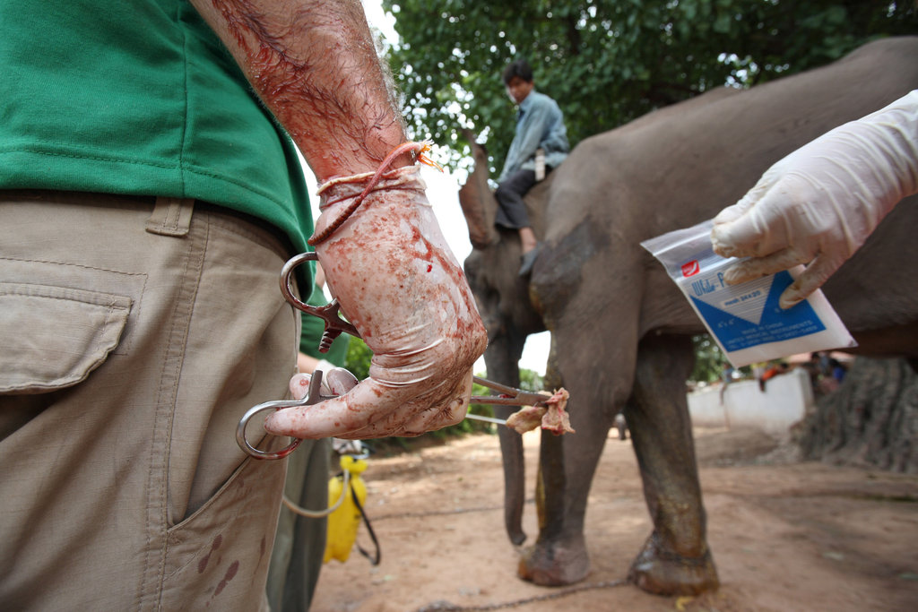 Mobile veterinary clinics for elephants in Laos