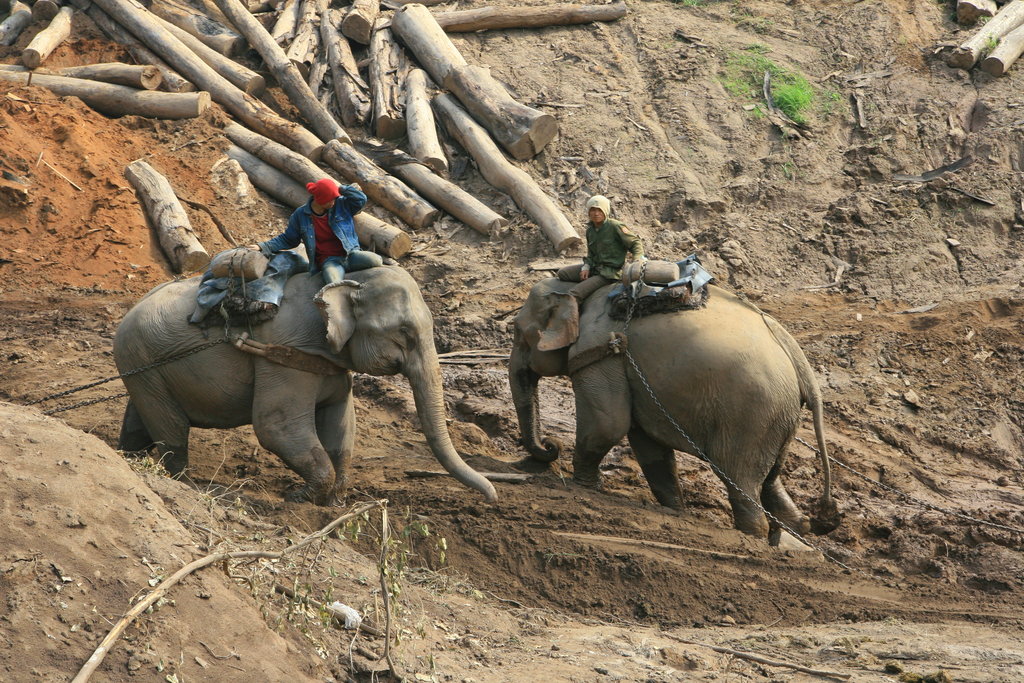 Mobile veterinary clinics for elephants in Laos