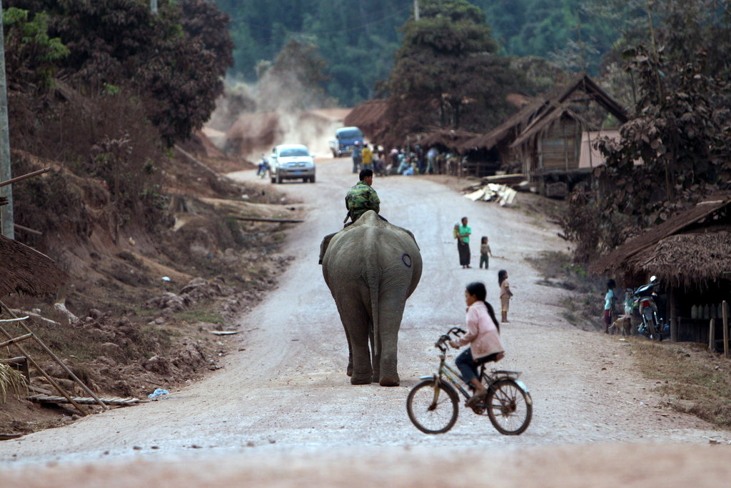 Mobile veterinary clinics for elephants in Laos