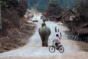 Working elephant ambles through rural village life