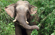 Mobile veterinary clinics for elephants in Laos