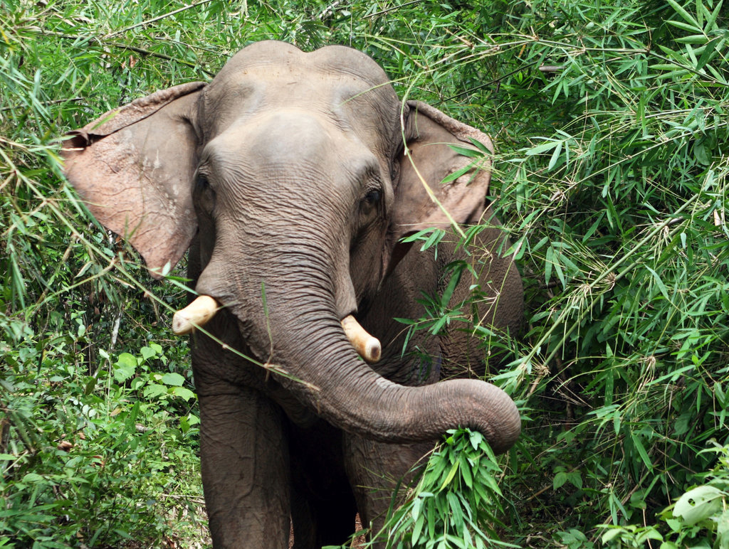 Mobile veterinary clinics for elephants in Laos
