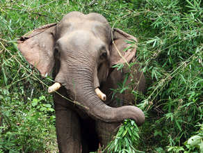 Mobile veterinary clinics for elephants in Laos