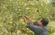 Provide Water Pumps to Iraqi Farmers