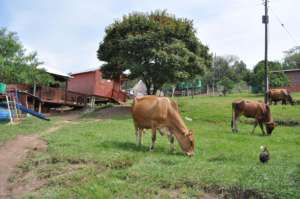 Happy Cows Roaming the Campus