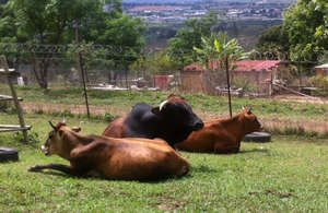 The Beginnings of Our Dairy Herd