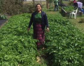 Raised Bed Gardens Planted with Potatoes