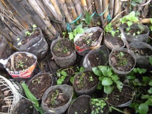 Provide Organic Gardens for 20 Indigenous Women