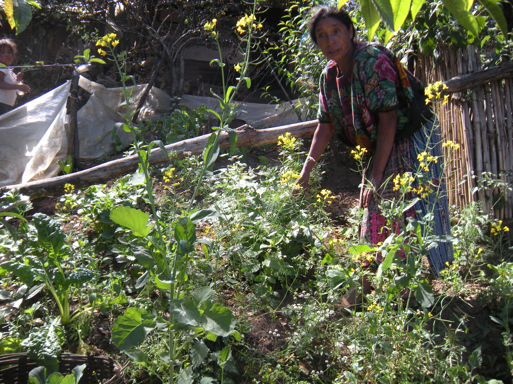 Provide Organic Gardens for 20 Indigenous Women