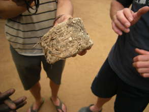 Water Hyacinth Briquette
