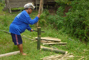 Bamboo harvesting