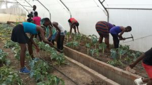 Tilling the Garden